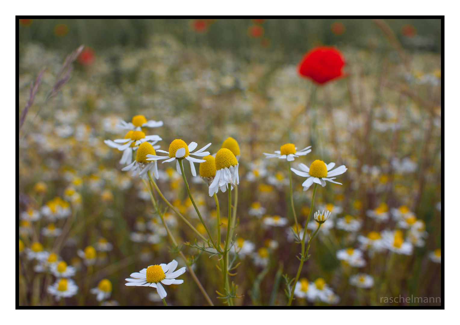 Kamillenblüten