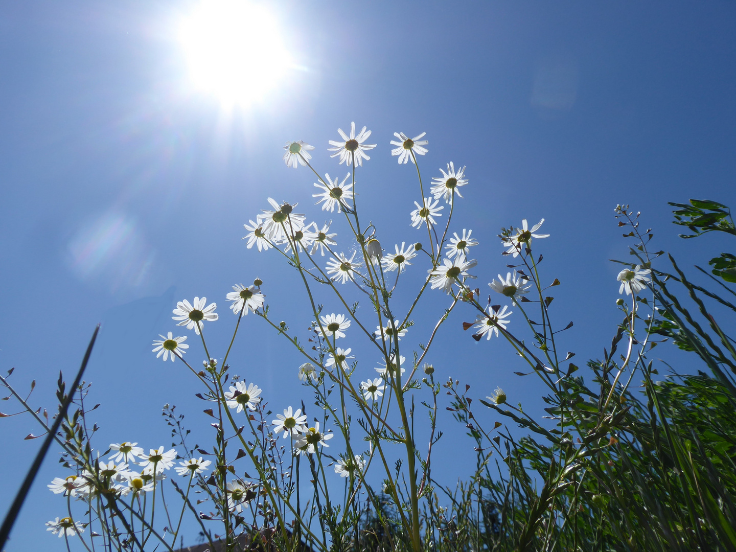 Kamillenblüten