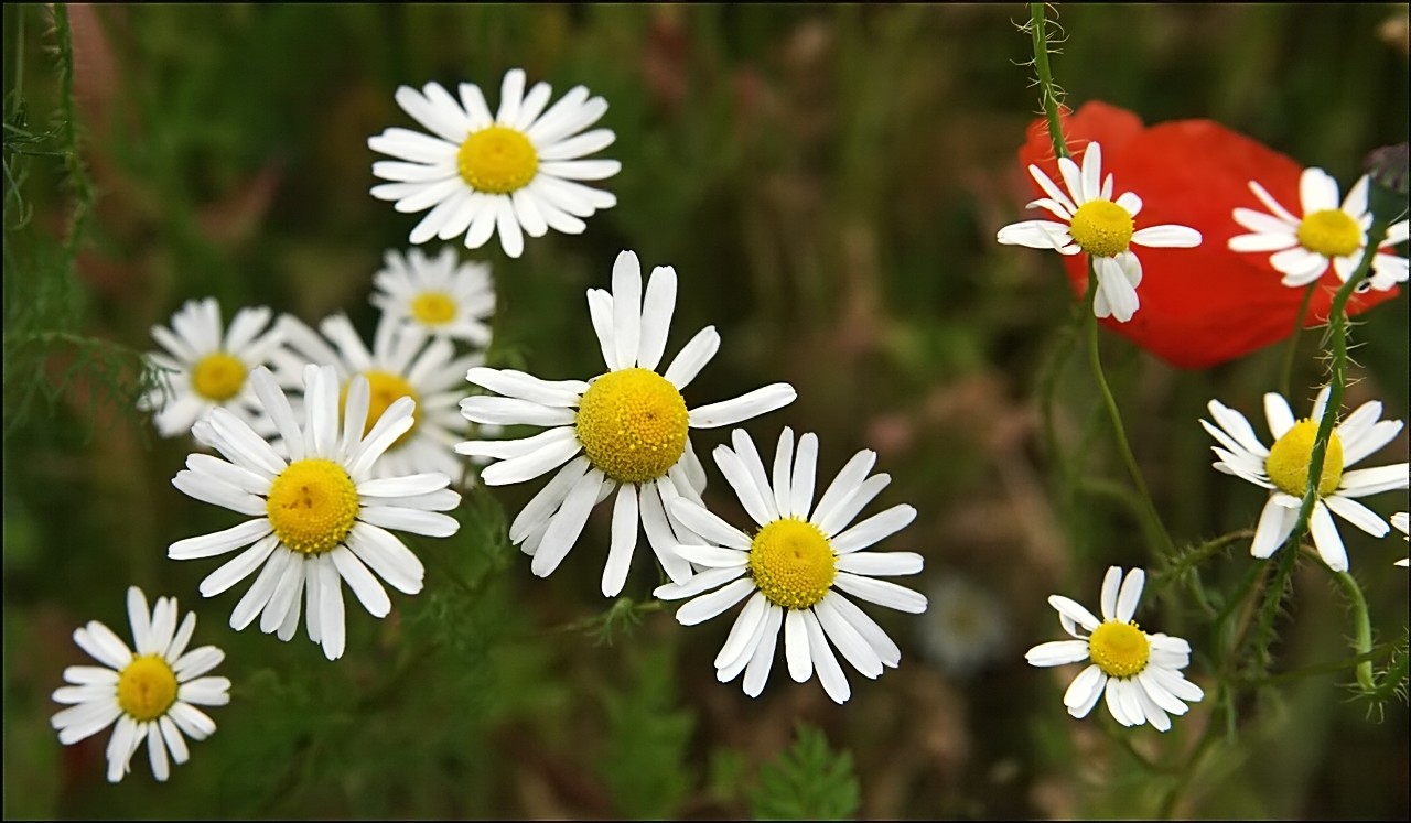 Kamillenblüten