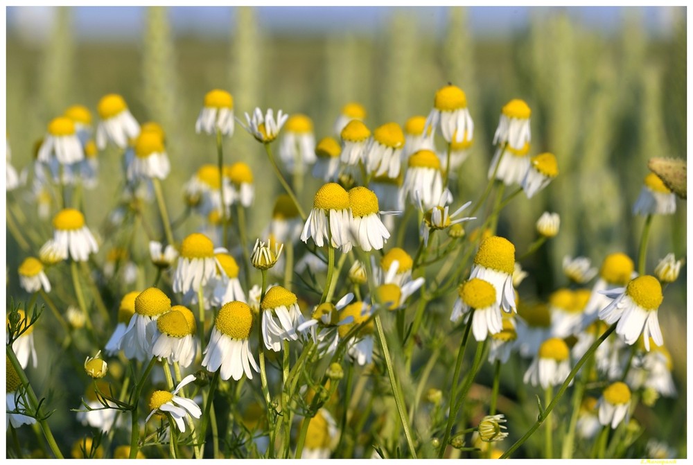 Kamillenblüten am Getreidefeldrand