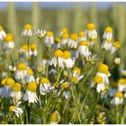 Kamillenblüten am Getreidefeldrand