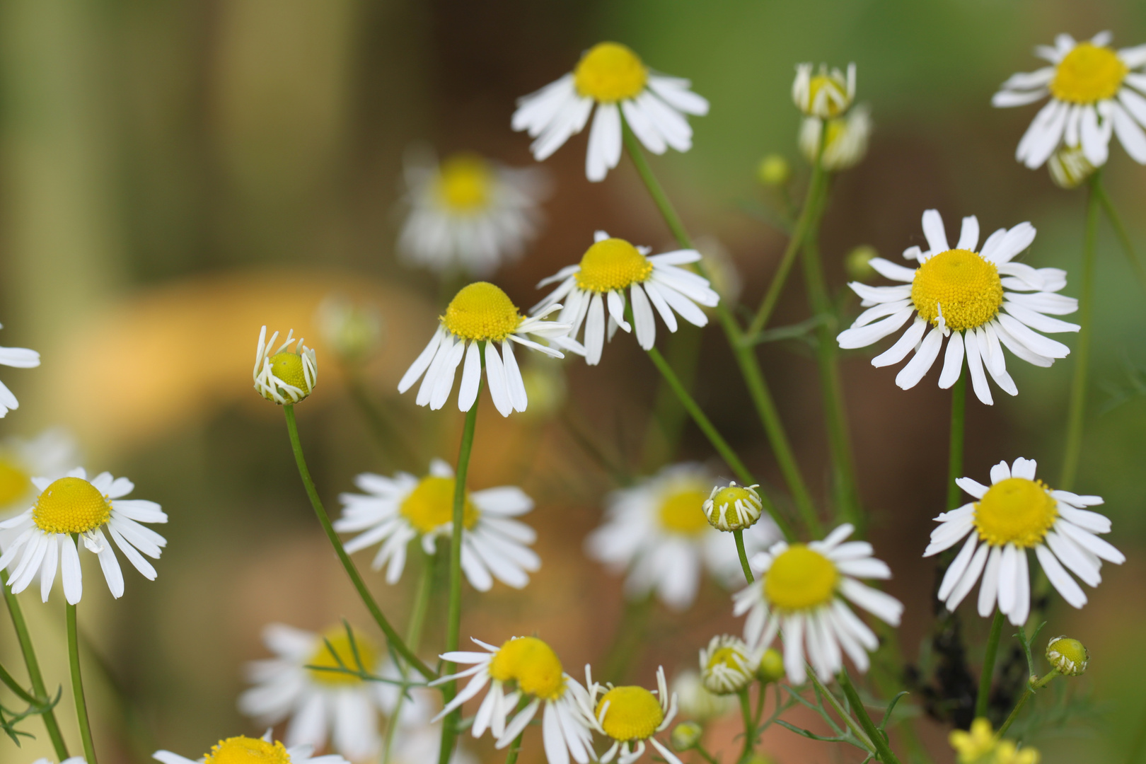 Kamillenblüten