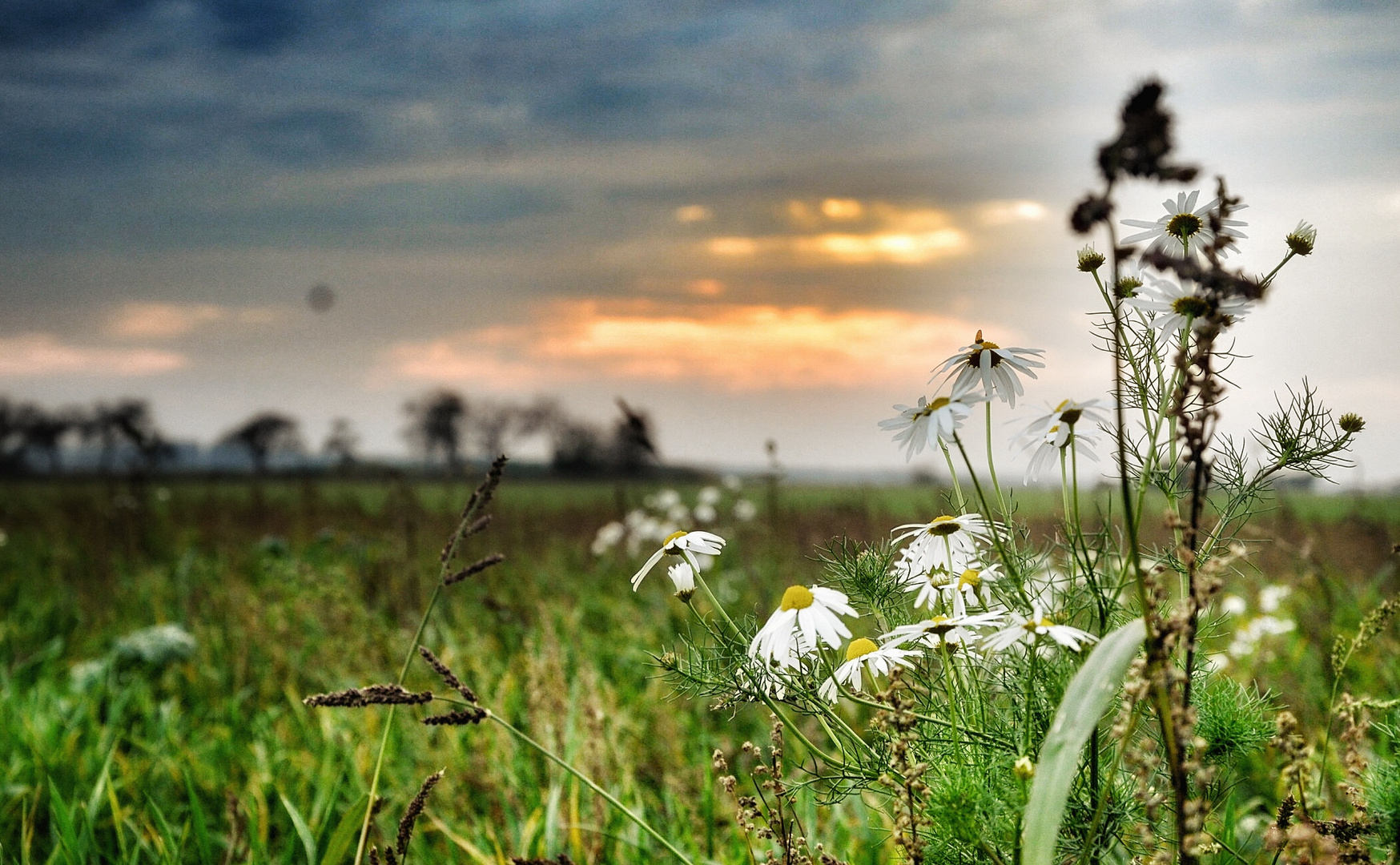 Kamillenblüten im Abendlicht