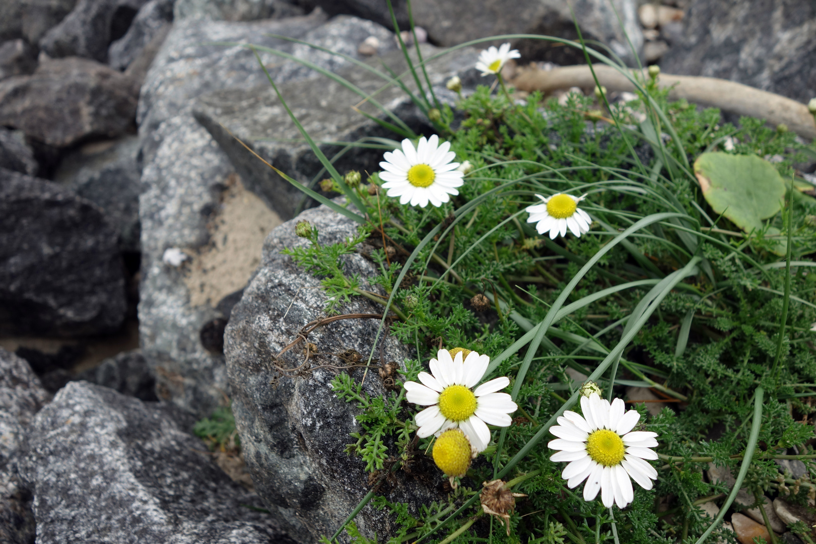 Kamillenblumen