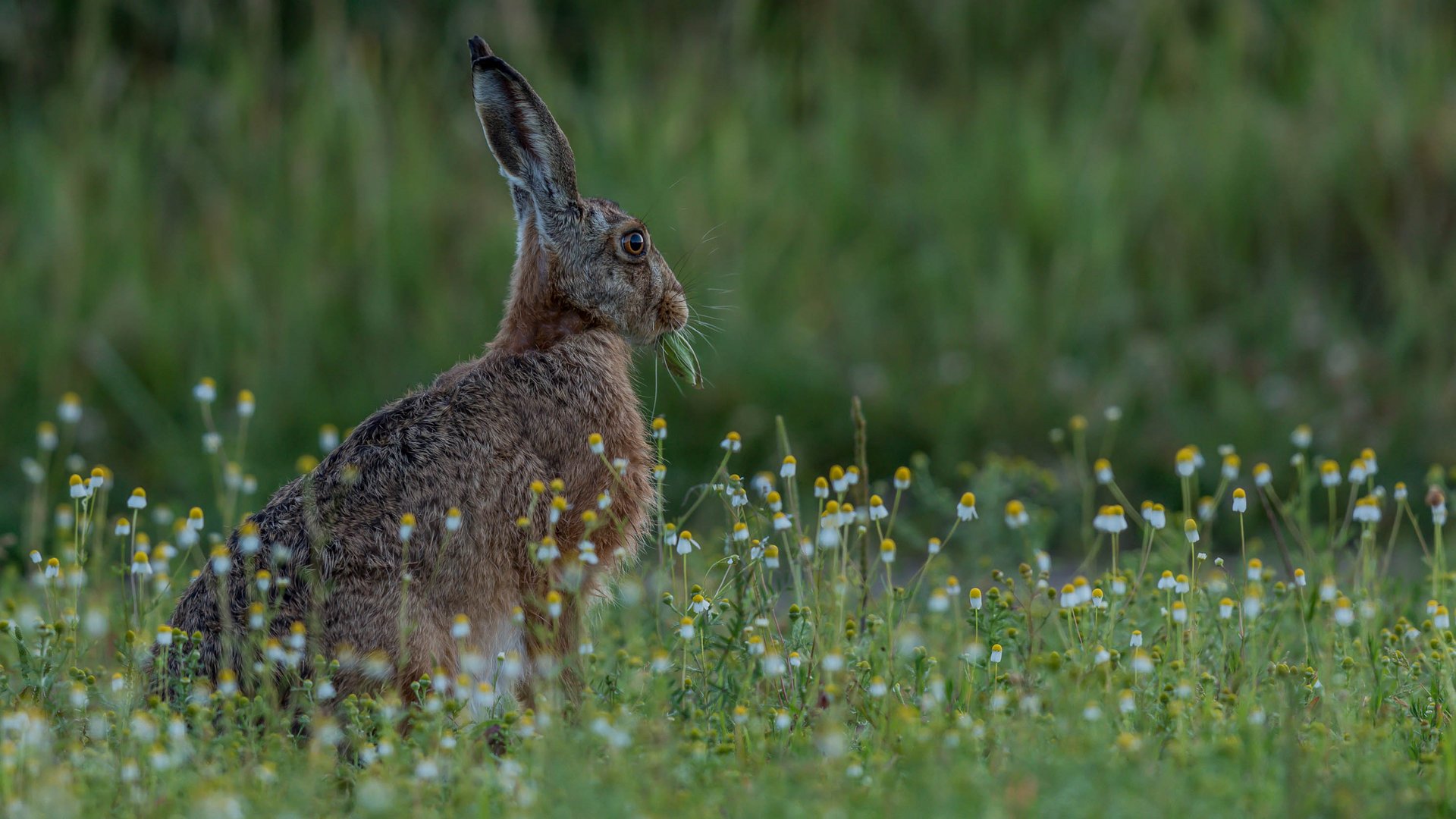 Kamillenhase