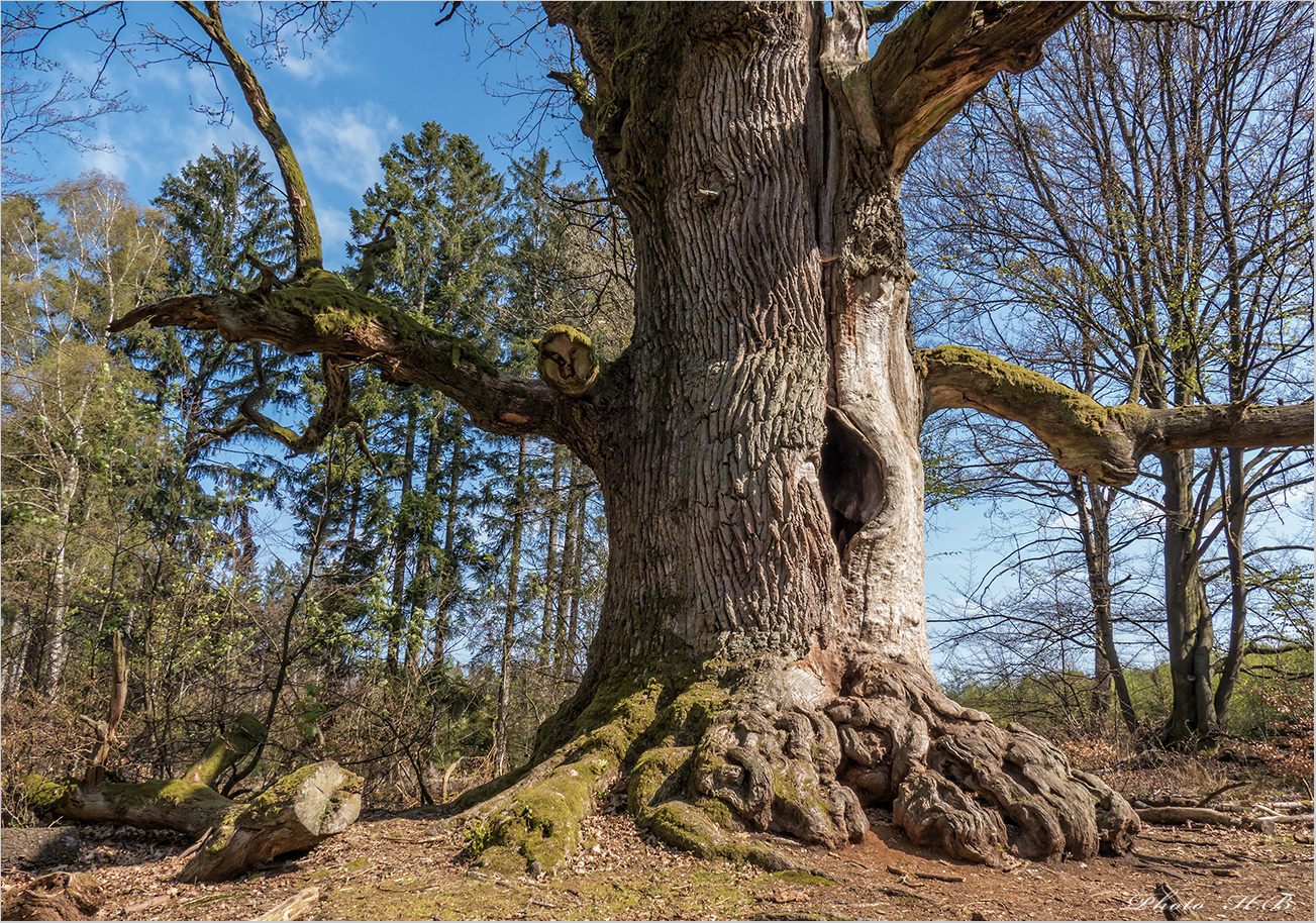 Kamineiche im Urwald Sababurg