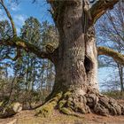 Kamineiche im Urwald Sababurg