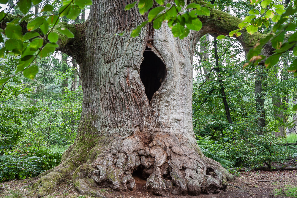 Kamineiche im Urwald Sababurg