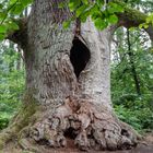 Kamineiche im Urwald Sababurg