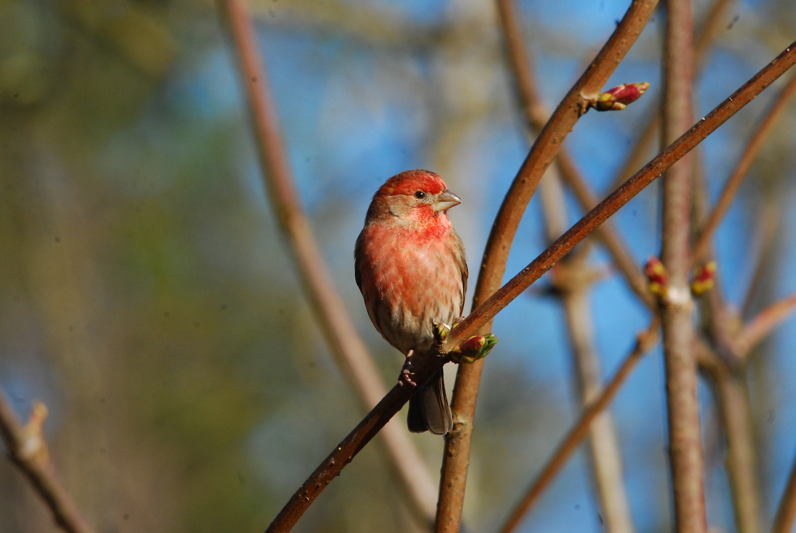 Kamingimpel - House Finch