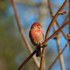 Kamingimpel - House Finch