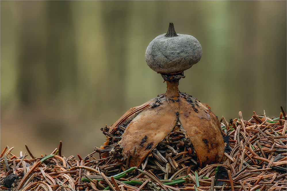 Kamm-Erdstern (Geastrum pectinatum)