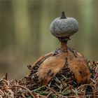 Kamm-Erdstern (Geastrum pectinatum)