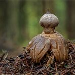 Kamm-Erdstern (Geastrum pectinatum)