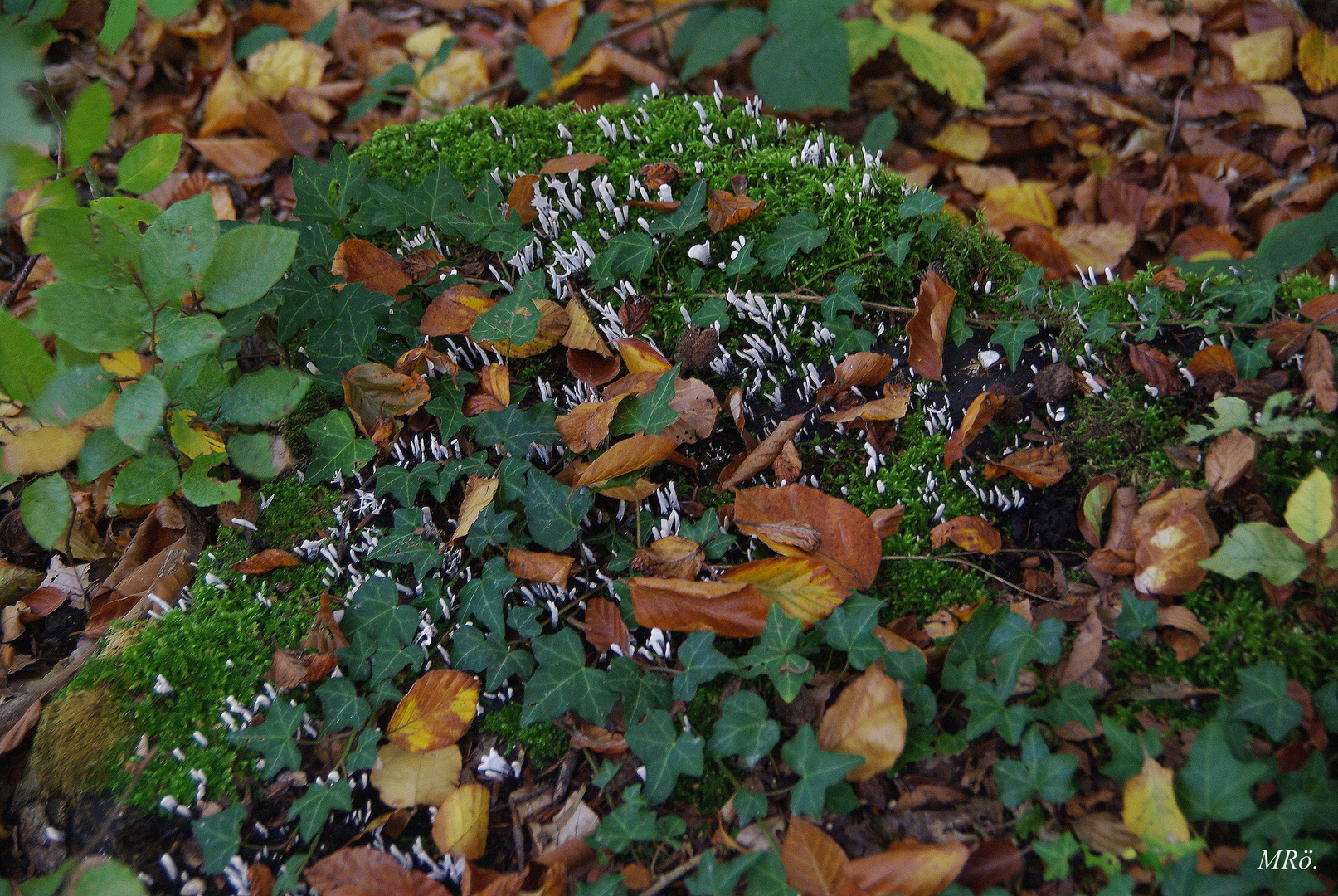 Kamm-Koralle ( Clavulina cristata )