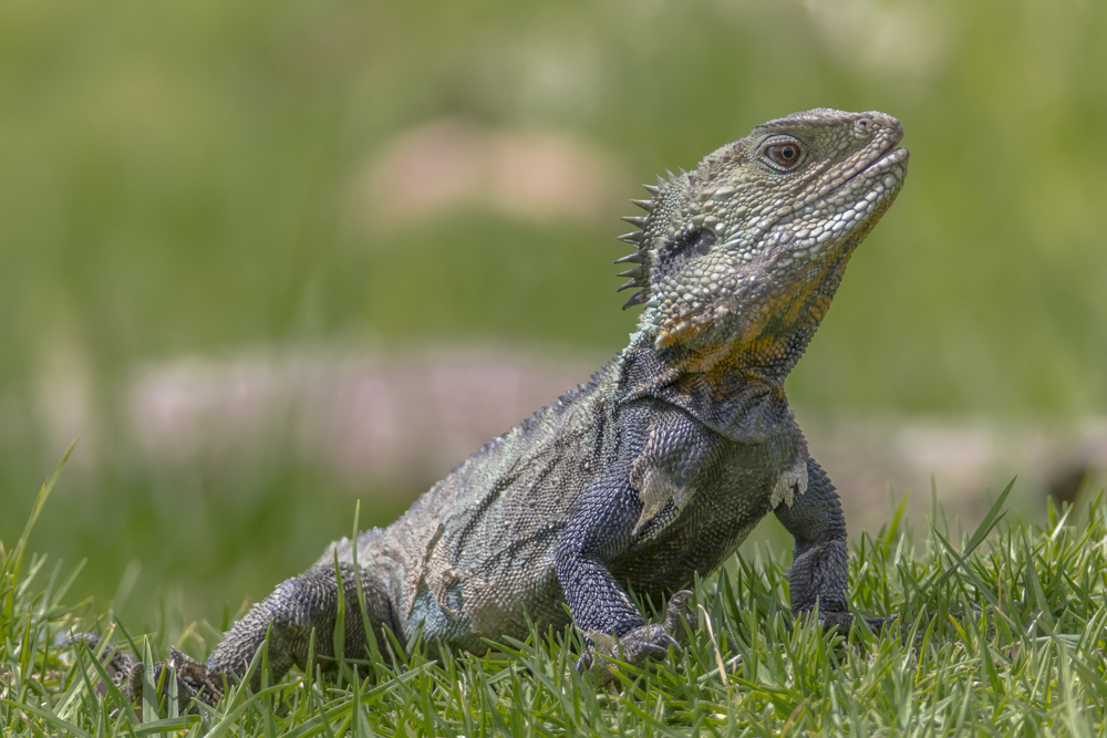 Kamm Träger Foto & Bild tiere, wildlife, amphibien & reptilien Bilder auf Kamm Träger Foto & Bild tiere, wildlife, amphibien & reptilien Bilder auf