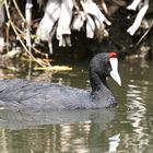 Kammblässhuhn (Fulica cristata)