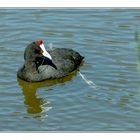 Kammblässhuhn (Fulica cristata)