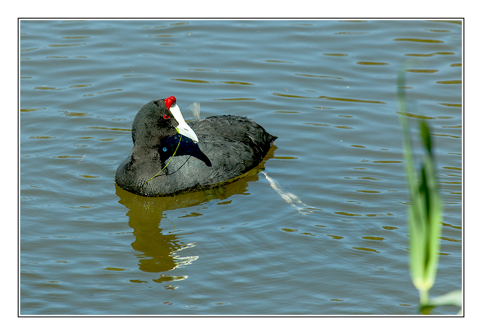 Kammblässhuhn (Fulica cristata)