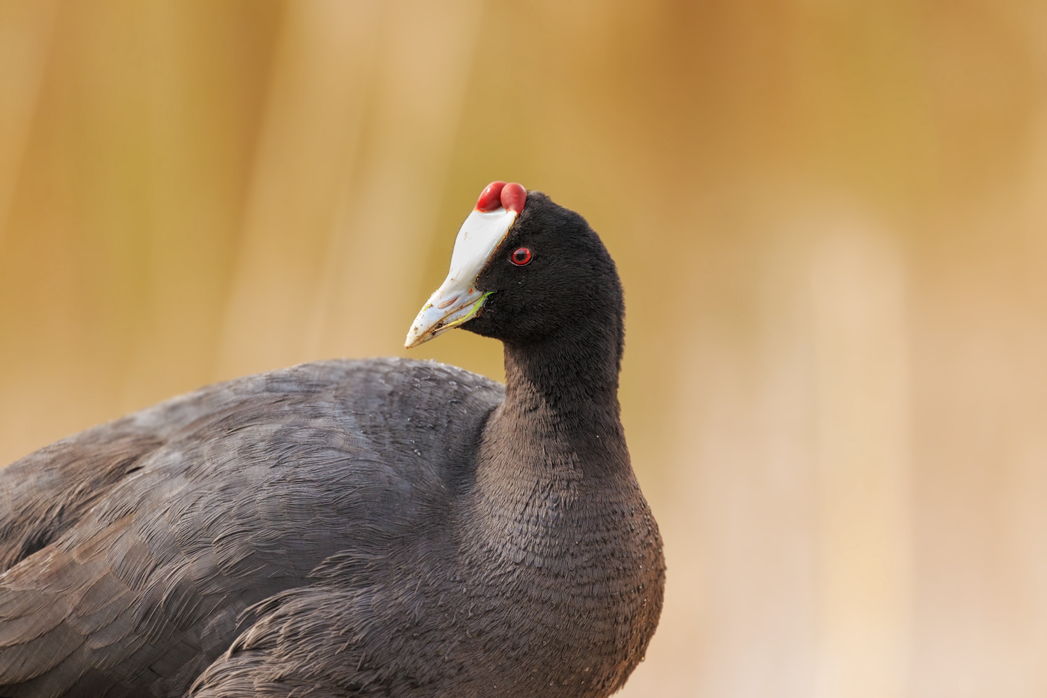 Kammblässhuhn (Fulica cristata)