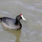 Kammblässhuhn (Fulica cristata)