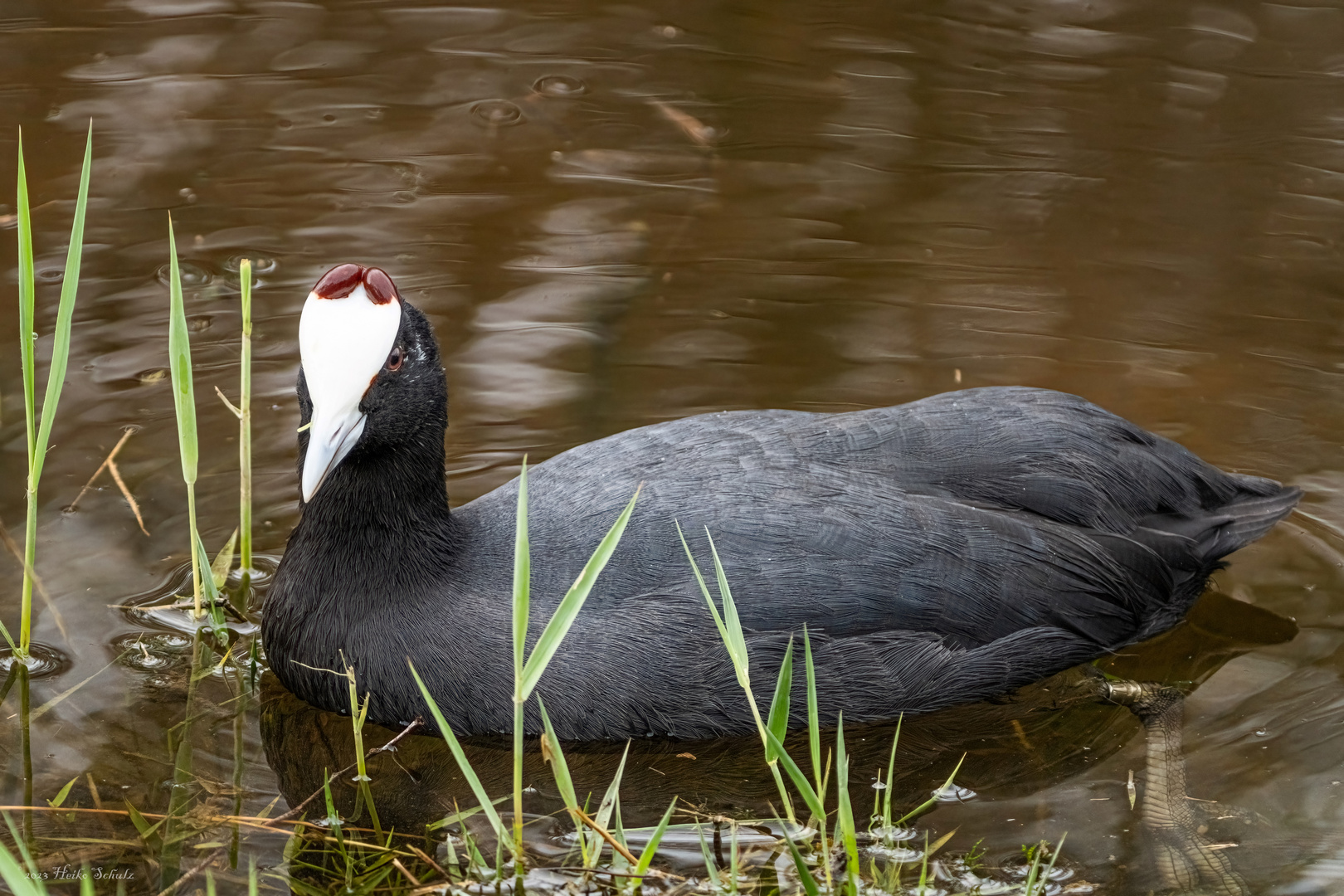 Kammblässhuhn - Fulica cristata -