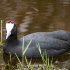 Kammblässhuhn - Fulica cristata -