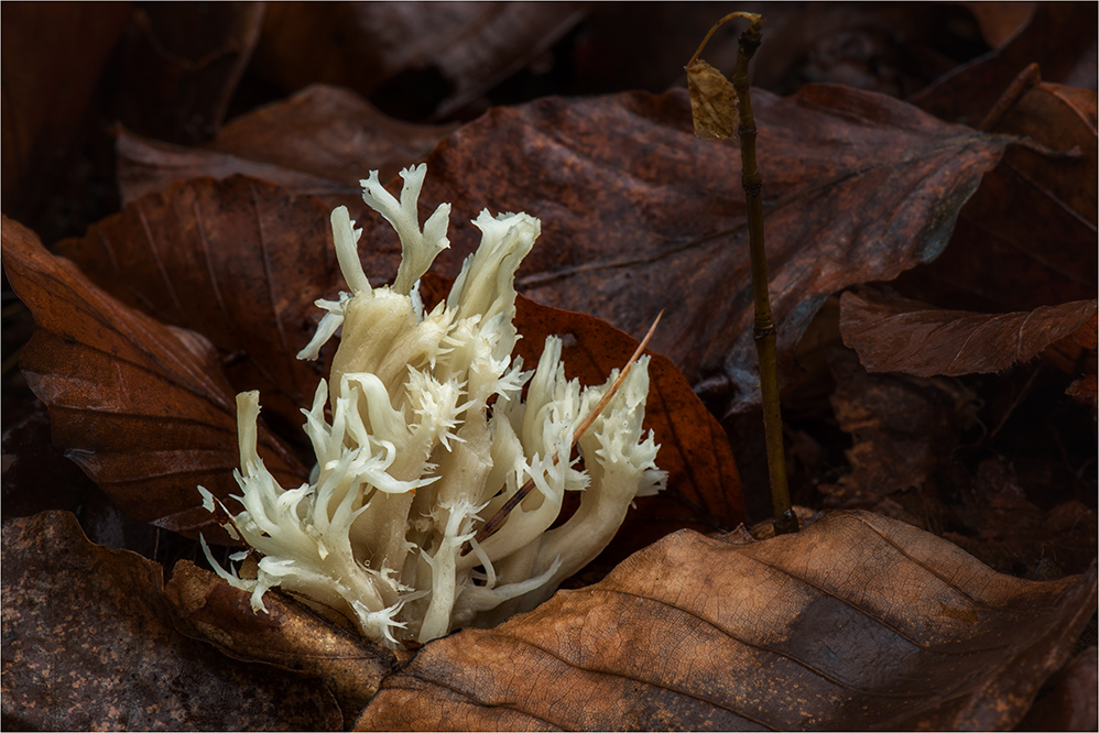 Kammförmige Keulenpilz (Clavulina coralloides)