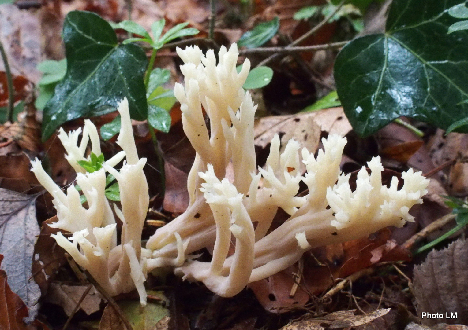 Kammförmige Koralle 'Clavulina coralloides'