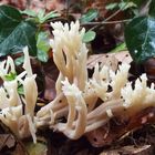 Kammförmige Koralle 'Clavulina coralloides'