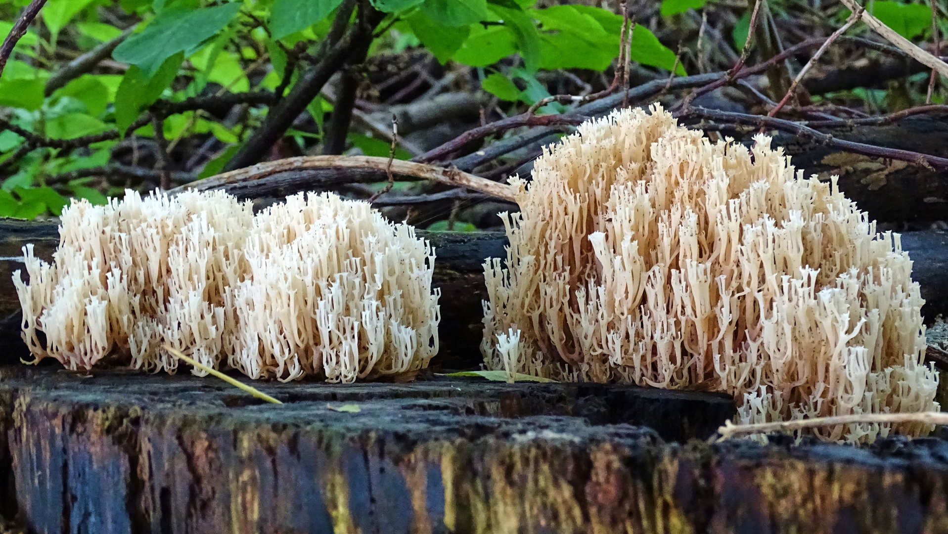 Kammförmige Korallen Pilz ?