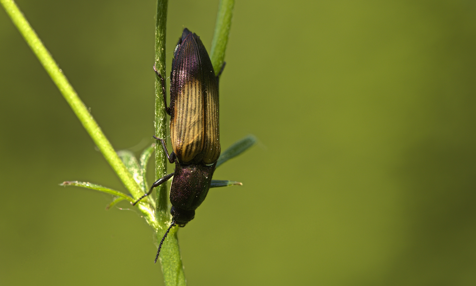 Kammhorn-Schnellkäfer (Ctenicera cuprea)