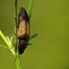 Kammhorn-Schnellkäfer (Ctenicera cuprea)