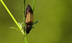 Kammhorn-Schnellkäfer (Ctenicera cuprea)