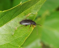 Kammklauenkäfer (Allecula morio)