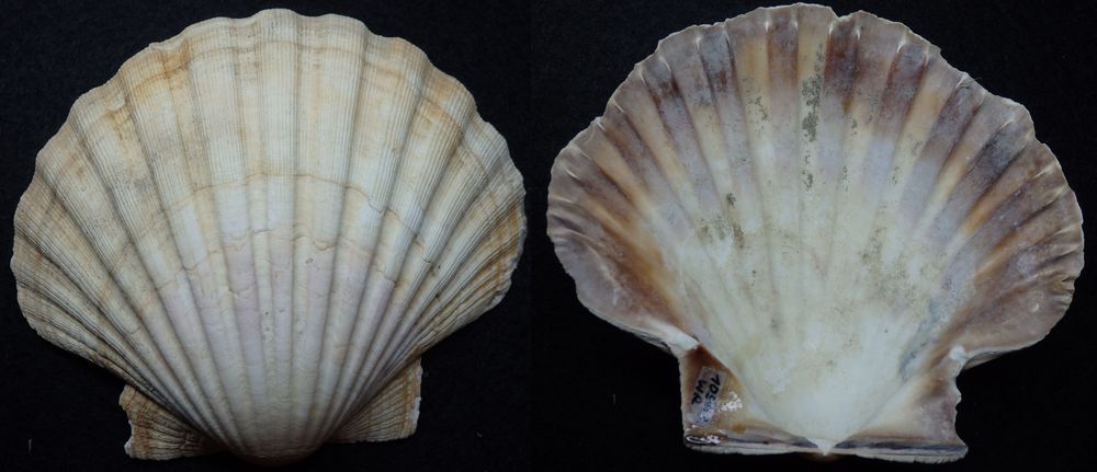 Kammmuschel (Pecten)