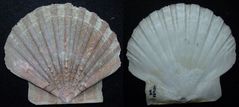 Kammmuschel (Pecten)