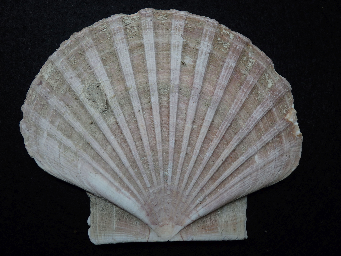 Kammmuschel (Pecten)