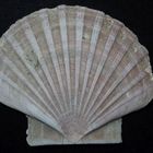 Kammmuschel (Pecten)