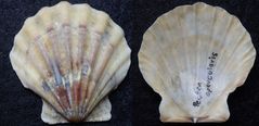 Kammmuschel (Pecten opercularis)