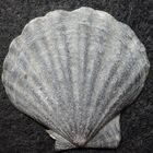 Kammmuschel (Pecten opercularis)