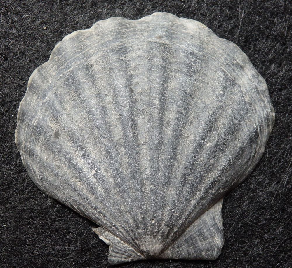 Kammmuschel (Pecten opercularis)