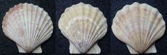 Kammmuschel (Pecten opercularis)