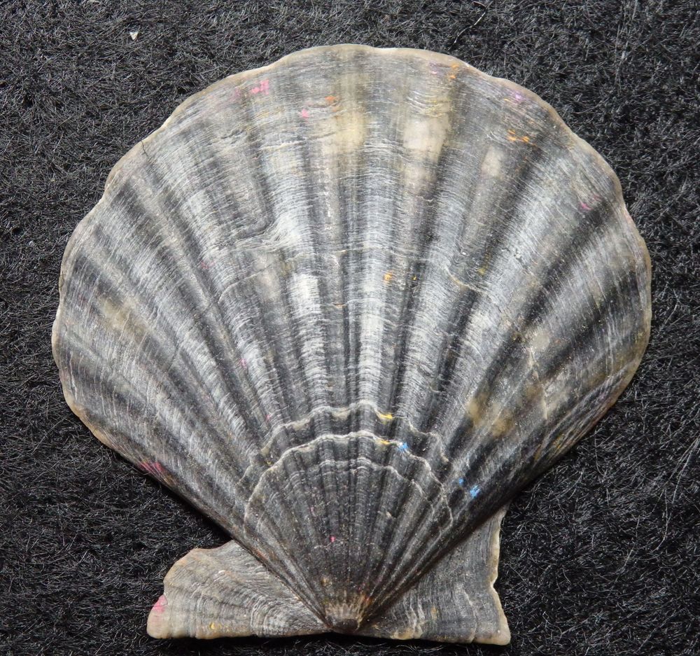 Kammmuschel (Pecten opercularis)