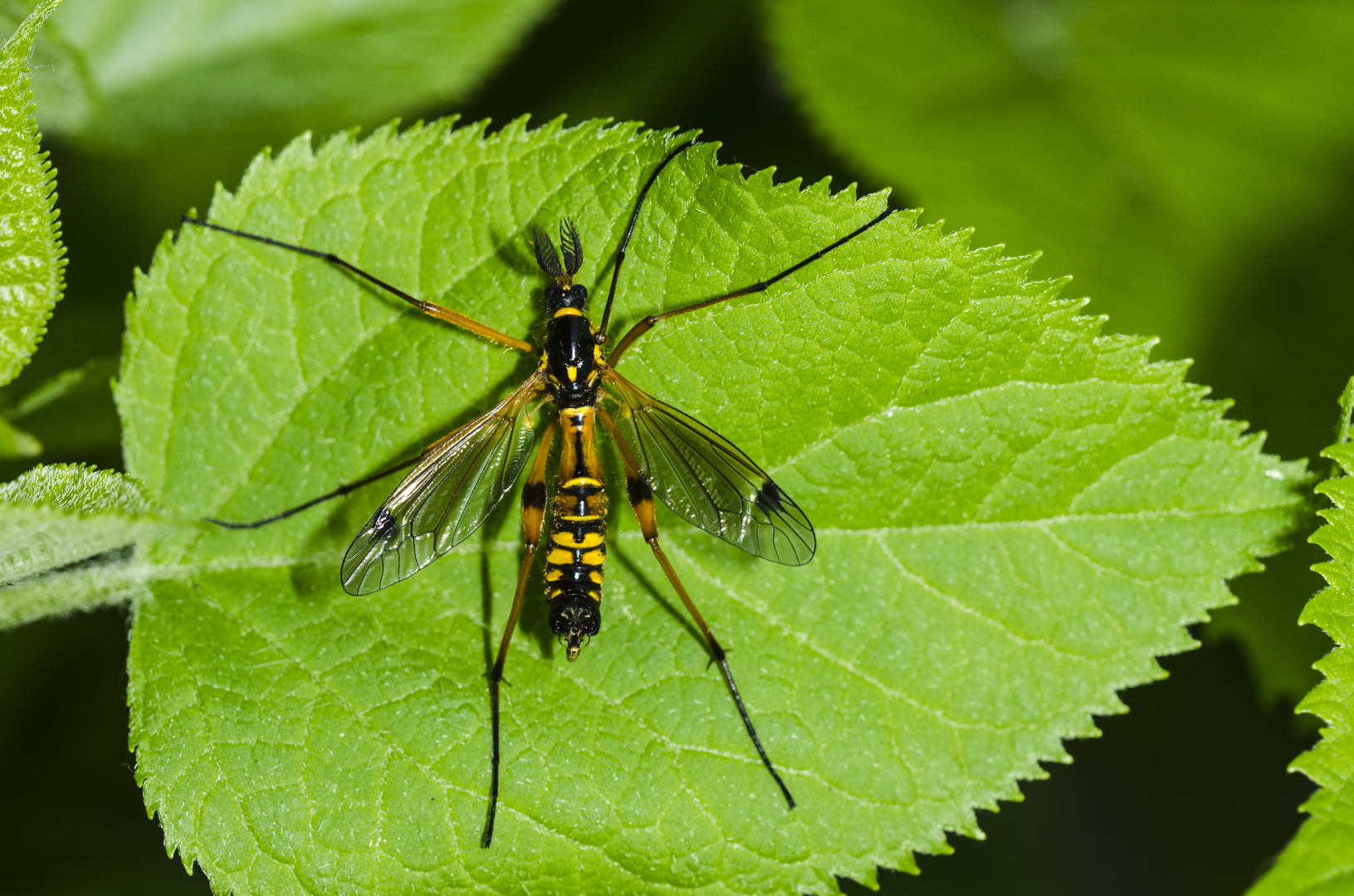 Kammschnake (Ctenophora ornata) Foto & Bild | tiere, wildlife, insekten ...
