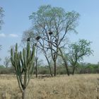 Kamp beim Parque Amistad