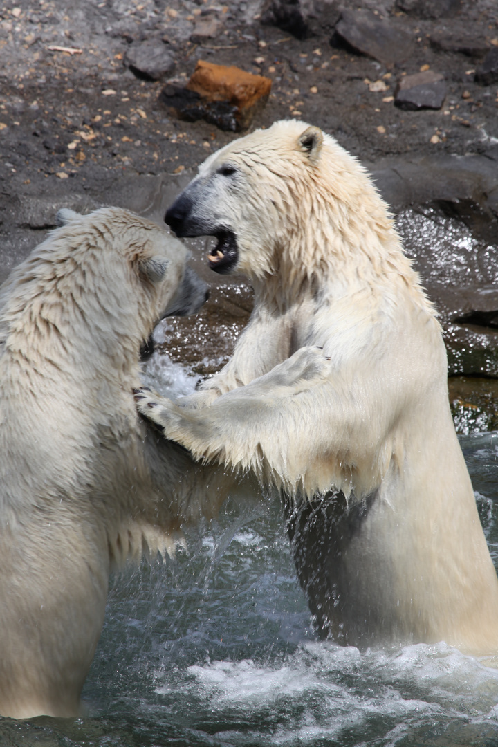 Kamp der Eisbären