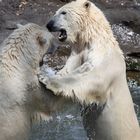 Kamp der Eisbären