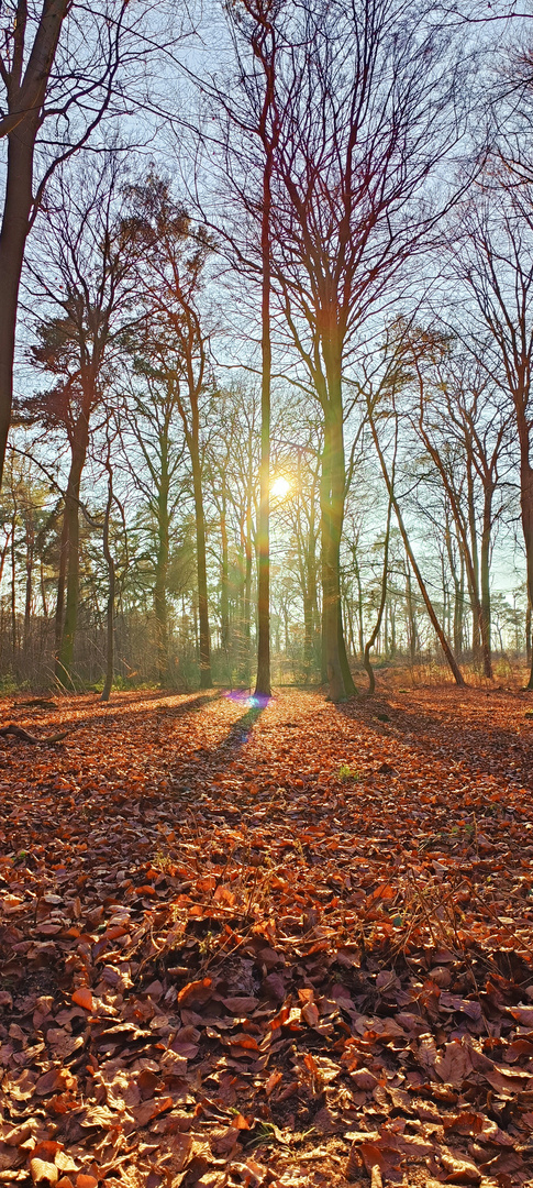 Kamper-Wald