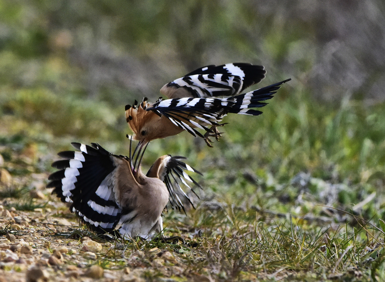 Kampf Foto & Bild tiere, wildlife, wild lebende vögel Bilder auf
